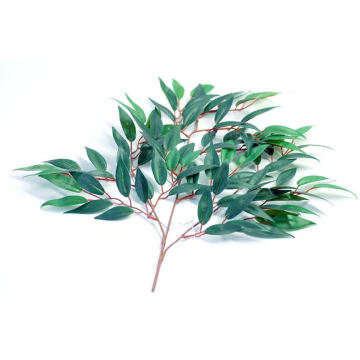 Eucalyptus Essential Oil 50ml